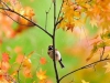 birds