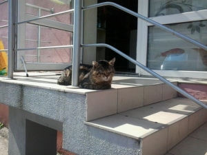 boris