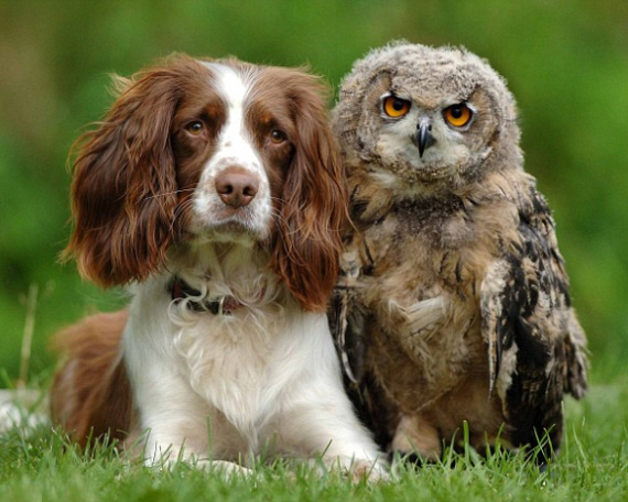 DOG-AND-OWL-6