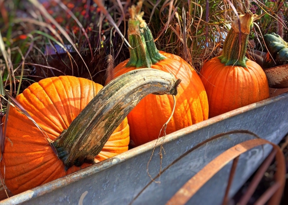 fall-950443_1280