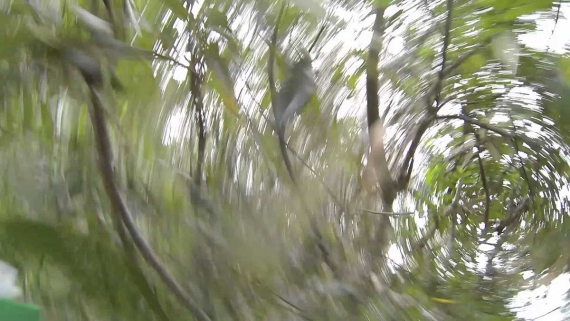 dron13_flyaway-and-crush-in-trees